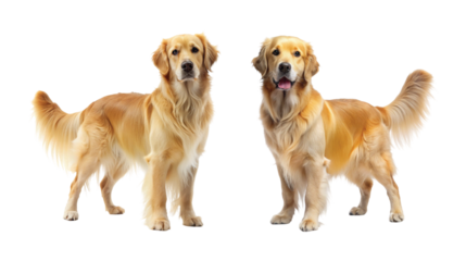 Golden Retriever Standing Alert: A golden retriever dog standing alert with tail raised, isolated PNG.