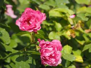 ライラック色のバラ　あおい