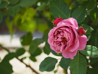 ライラック色のバラ　あおい