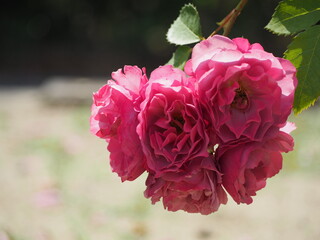 ライラック色のバラ　あおい