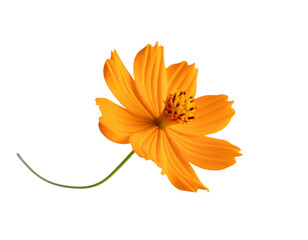 Beautiful orange cosmos flower falling in the air isolated on white background. Levitation or zero gravity flowers conception. Creative floral layout 