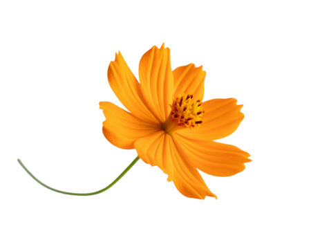 Beautiful orange cosmos flower falling in the air isolated on white background. Levitation or zero gravity flowers conception. Creative floral layout 