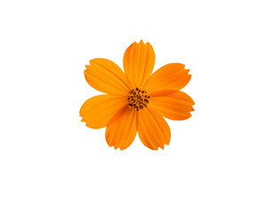 Beautiful orange cosmos flower falling in the air isolated on white background. Levitation or zero gravity flowers conception. Creative floral layout