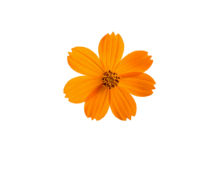 Beautiful orange cosmos flower falling in the air isolated on white background. Levitation or zero gravity flowers conception. Creative floral layout