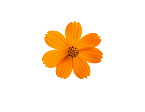 Beautiful orange cosmos flower falling in the air isolated on white background. Levitation or zero gravity flowers conception. Creative floral layout