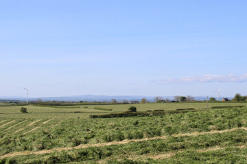 Silage field with windmills in the background at Coleraine, County Londonderry, Northern Ireland