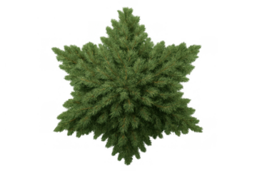Green pine or fir branches forming a star shape, ideal as a decorative topiary for christmas, holidays, or garden design. Transparent background