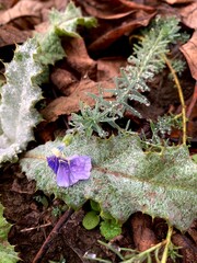 Close-up of a purple wildflower on dew-covered foliage among fallen autumn leaves, capturing natural texture and details of early morning moisture in the forest.