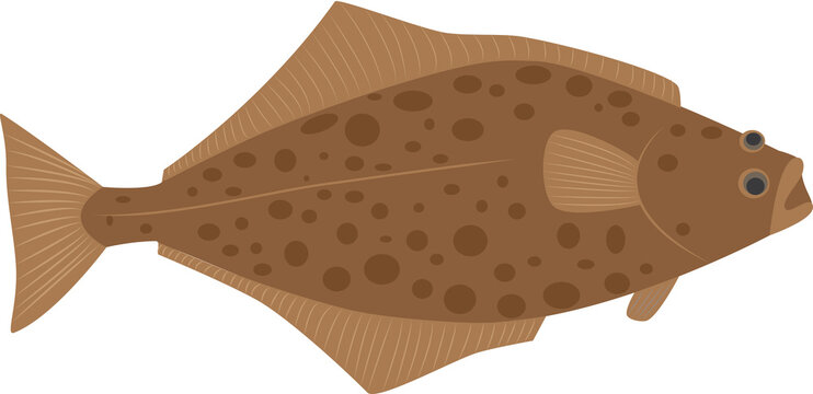 A vector art of a halibut fish. 