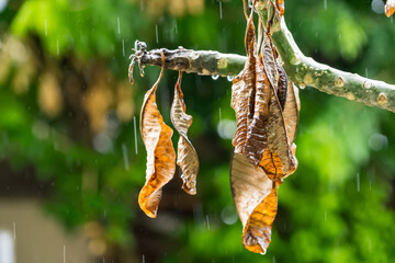 Close-up of dried brown leaves hanging from a branch in the rain with a blurred green background