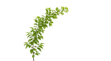 Green leafy branch isolated on transparent background