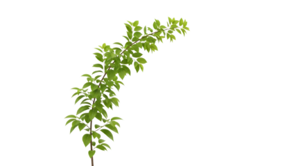 Green leafy branch isolated on transparent background