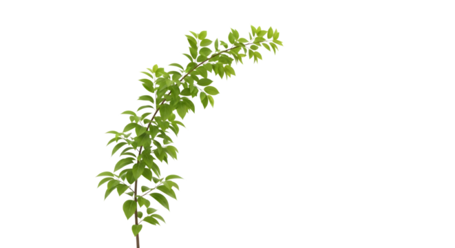 Green leafy branch isolated on transparent background