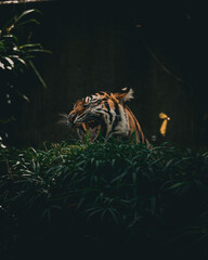 tiger on a black background