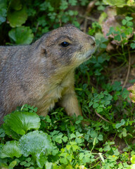 prairie dog eating grass