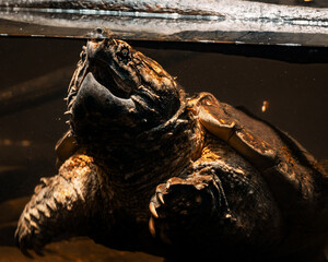 giant galapagos tortoise
