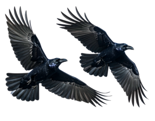 Two birds of prey soaring with wings spread