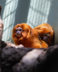 golden monkey in a tree