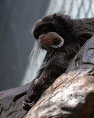close up of a black lemur