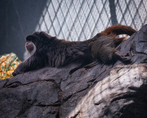 close up of a black lemur