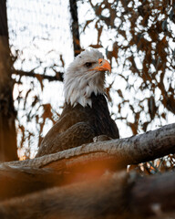 portrait of a bald eagle