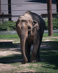 elephant in zoo