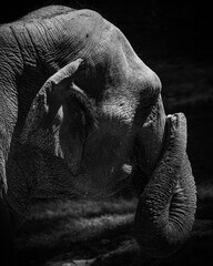 black and white elephant