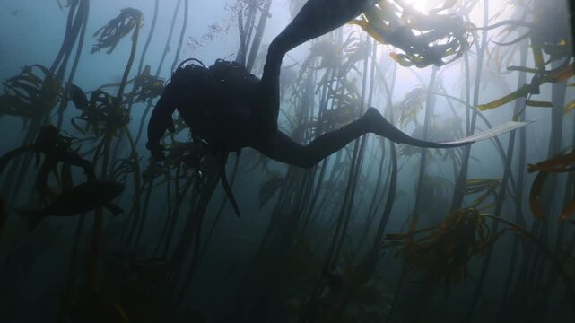 Divers explore the vibrant underwater life of a kelp forest in South Africa, observing marine animals and colorful fish as sunlight filters through towering kelp in this captivating dive site.