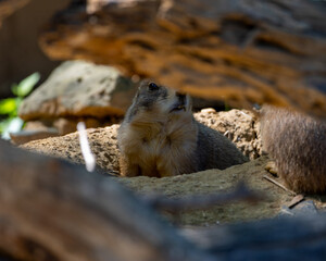 prairie dog on the ground