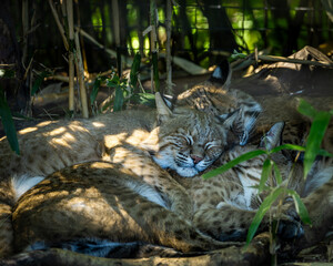 wild cats sleeping together 
