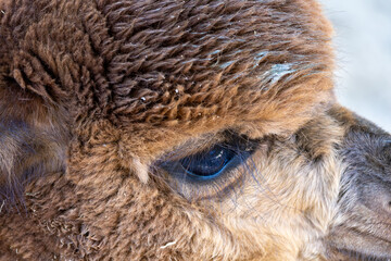 close up on animal eye