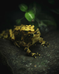 two frogs matting on a stone 