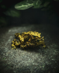 two frogs matting on a stone 