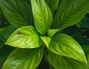 Lush green leaves of a spathiphyllum plant capturing the essence of nature