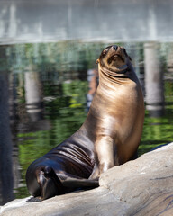 a seal resting on a rock
