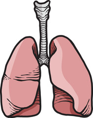 Detailed Vector Illustration of Human Lungs