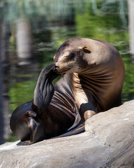 a seal resting on a rock