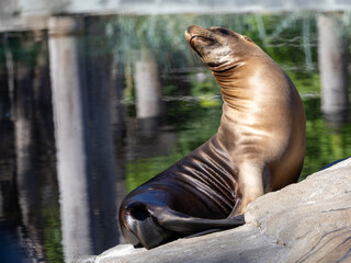 a seal resting on a rock