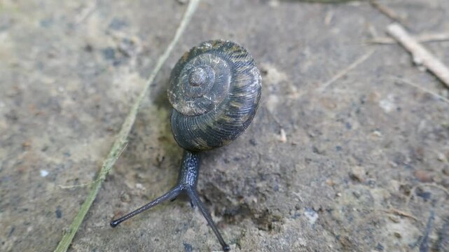 Snail slowly crawling across the sidewalk with eyestalks moving around