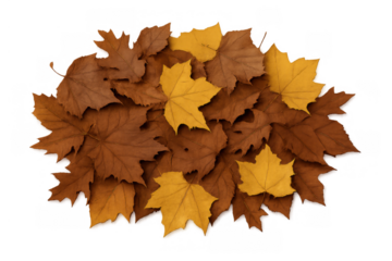 Autumn brown and yellow maple leaves pile creating a fall season natural background element with transparent backdrop