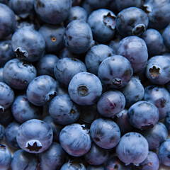 Close up of a pile of fresh ripe blueberries filling the frame