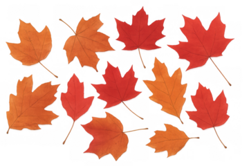 Autumn maple leaves falling and scattering, showcasing seasonal vibrant red and orange foliage colors on a transparent background