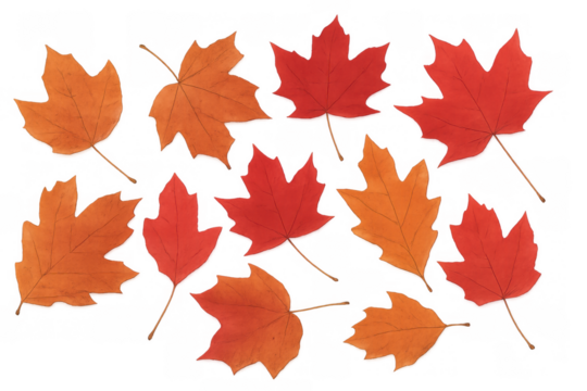 Autumn maple leaves falling and scattering, showcasing seasonal vibrant red and orange foliage colors on a transparent background - Powered by Adobe