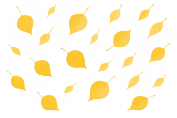 Yellow autumn leaves falling down, seamless pattern on transparent background representing season change