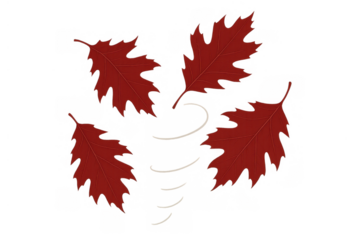 Red autumn oak leaves falling and blowing in the wind, a seasonal element on a transparent background