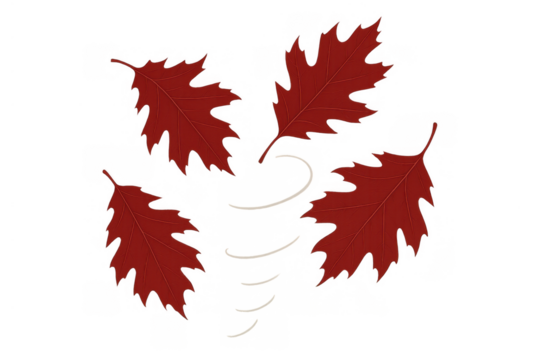 Red autumn oak leaves falling and blowing in the wind, a seasonal element on a transparent background