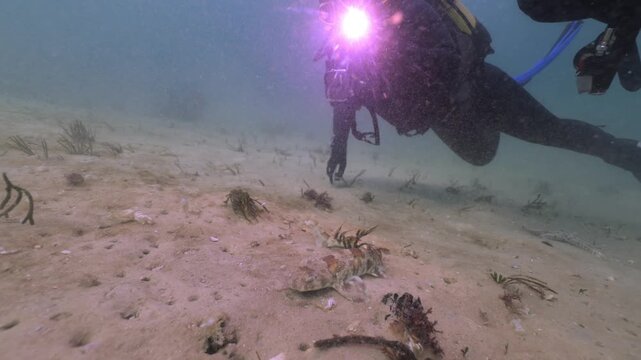 Divers gently touch a curious catshark while observing a small group gliding through the lush kelp forest, studying their calm behavior as filtered light reveals the sharks smooth, patterned bodies.