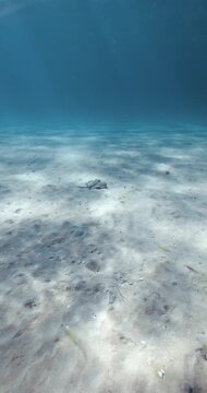 Sting ray swims on sand sea bottom underwater in transparent sea, marine wildlife