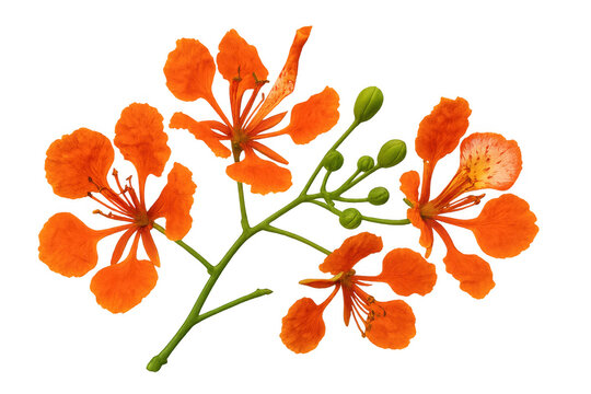 Flame tree flowers and buds blooming, a vibrant delonix regia branch showing orange tropical blossom flora on a transparent background