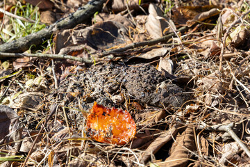 ツキノワグマの糞と食べかけの柿の実